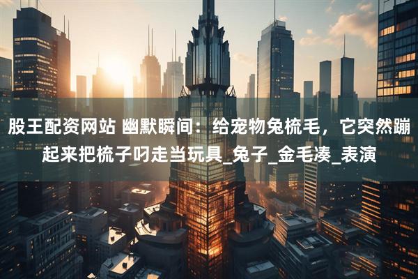 股王配资网站 幽默瞬间：给宠物兔梳毛，它突然蹦起来把梳子叼走当玩具_兔子_金毛凑_表演